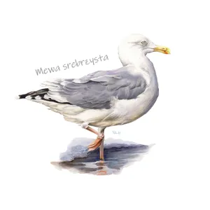 Body dziecięce białe - PTAKI MORSKIE | Sklep dla dzieci