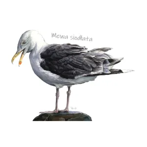 Stopki męskie białe - PTAKI MORSKIE | Sklep z modną odzie